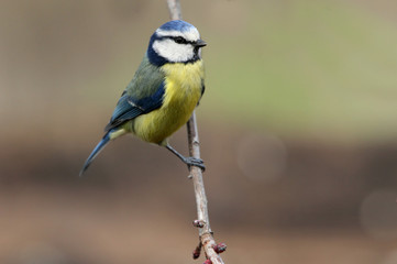 Blue tit. Cyanistes caeruleus