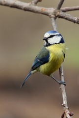 Blue tit. Cyanistes caeruleus