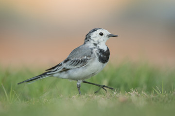 White wagtail  (Motacilla alba) on the grass. 