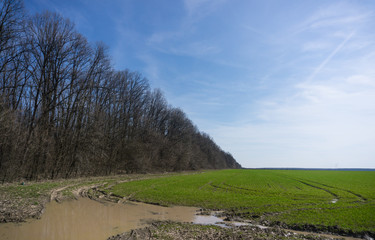 landscape with trees and blue sky
