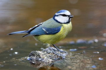 Naklejka premium Blue tit. Cyanistes caeruleus