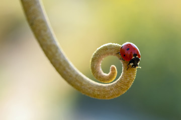 ladybug 7