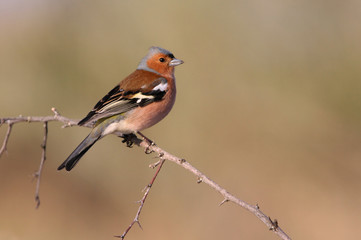 Common chaffinch. Fringilla coelebs