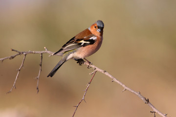 Common chaffinch. Fringilla coelebs