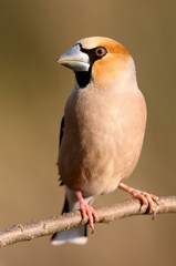 Hawfinch. Coccothraustes coccothraustes
