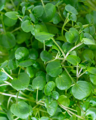 Green watercress wet leaves after watering.
