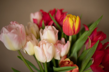 Bukiet kolorowych tulipanów na jasno szarym tle - obrazy, fototapety, plakaty