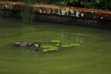 Fototapeta premium Smooth-coated Otter (Lutrogale perspicillata) in Singapur