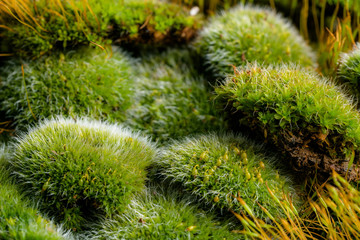 green mosses