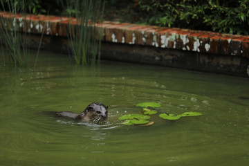 Fototapeta premium Smooth-coated Otter (Lutrogale perspicillata) in Singapur