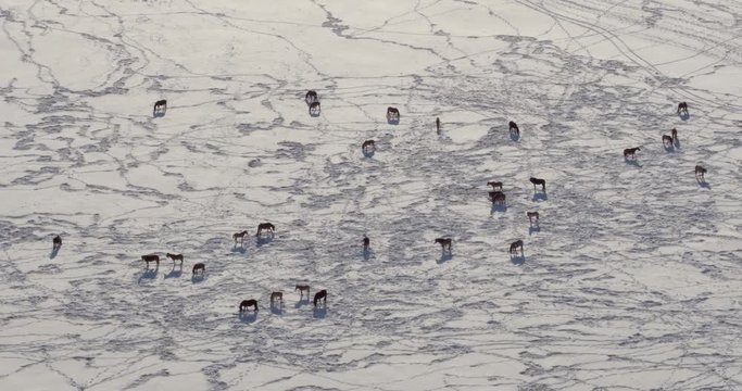 A herd of wild brown horses of northern latitude breeds graze in a snowy field at the foot of the mountains - Aerial drone view