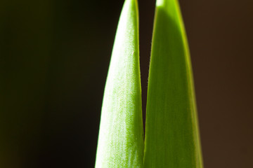 Podwójny liść tulipana na ciemnym tle
