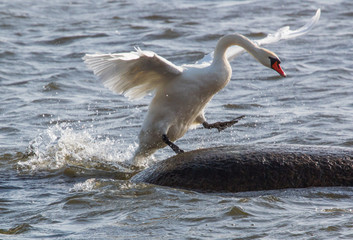 Beautiful swan lands on a leg on a rock in the water