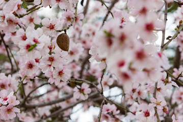 blAlmond blossom. Spring background blossoms Almond Jerusalim
