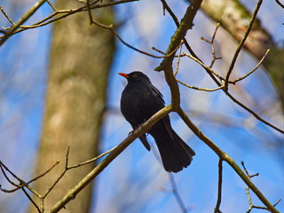 Amsel auf Ahornast sitzend