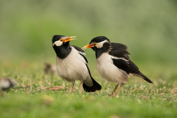 Pied myna (Gracupica contra) on the grass. Dubai Creek park. UAE
