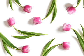 Bukiet różowych tulipanów © piotrszczepanek