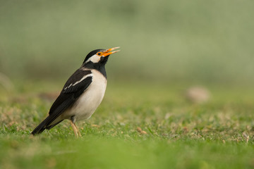 Pied myna (Gracupica contra) on the grass. Dubai Creek park. UAE