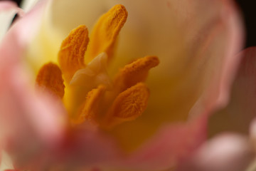 Wnętrze bladoróżowego tulipana z pręcikami żółtymi © Seance_Photo_Sylwia