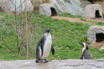 African penguin walking around in grassy zoo habitat