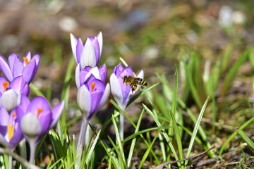 Biene im Frühjahr