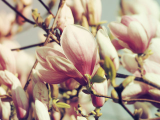 Fototapeta na wymiar Magnolia soulangeana - Les grandes fleurs décoratives de couleur blanc rosé en forme de coupe du Magnolia de Soulange ou magnolia de Chine