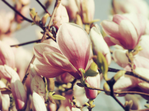 Magnolia De Chine