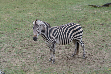 Fototapeta na wymiar Young zebra standing around