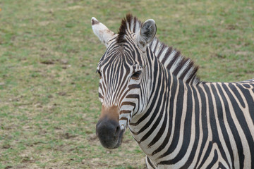 Young zebra standing around
