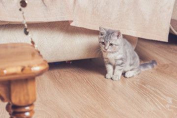 Owner playing with small kitten. He is luring it with the sparkling beads.