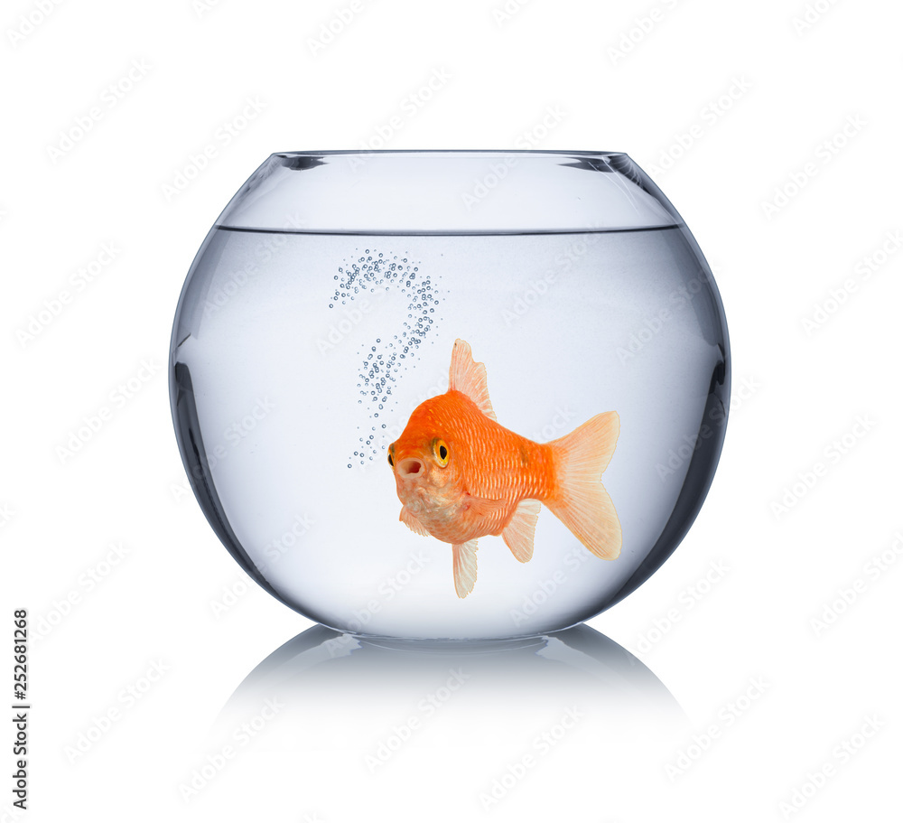Wall mural goldfish in bowl with question mark bubbles lonley captivity fish concept isolated - Wall murals