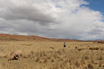 Frau mit Alpakaherde