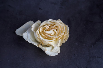 White rose on grey background. Top view. Copy space.