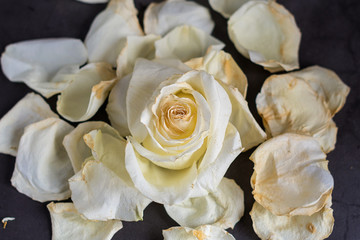 White rose petals on grey background