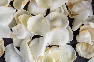 Plakat White rose petals on grey background