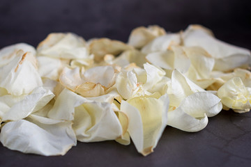 White rose petals on grey background