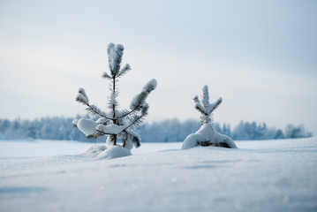 Two small snow covered pines in the field