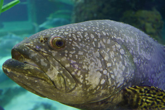 grouper fish in aquarium