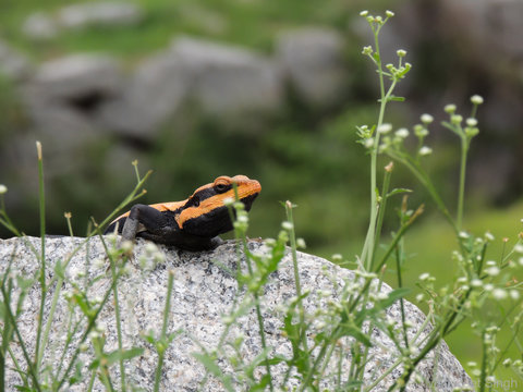 South Indian Rock Agama