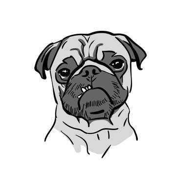 Cute Pug Dog portrait. Cartoon Style.  Vector. Illustration.