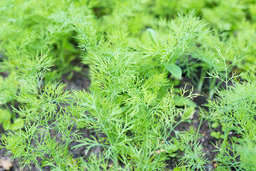 Young dill grows in the garden outdoors. Growing dill spice in open field