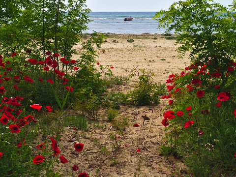 Sandy beach with green plants poppys and boat in the sea. Idyllic spring image.