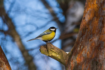 The great tit (Parus major) is a passerine bird in the tit family Paridae