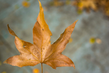 Leaves, Fall, Fremont, California