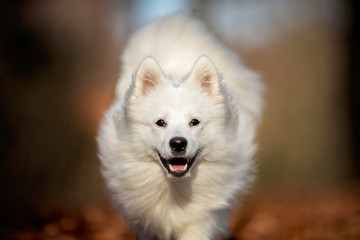 Portrait of a danish tip dog