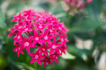 Pink Flower with Star Shaped Blossoms