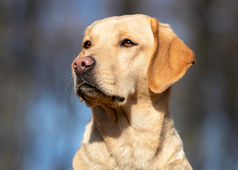 Portrait of a dog