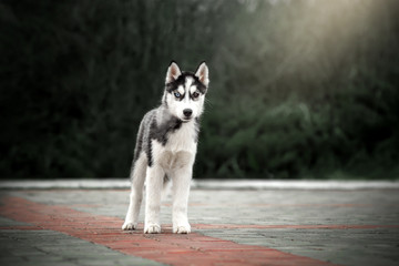  siberian husky beautiful spring portrait magic light incredible eyes