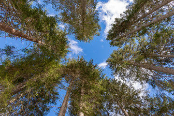 trees seen from below