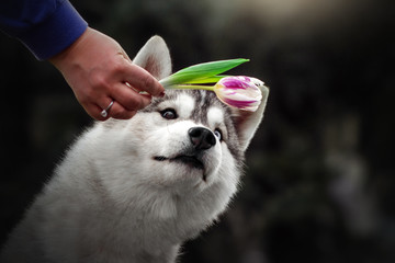  siberian husky beautiful spring portrait with flowers